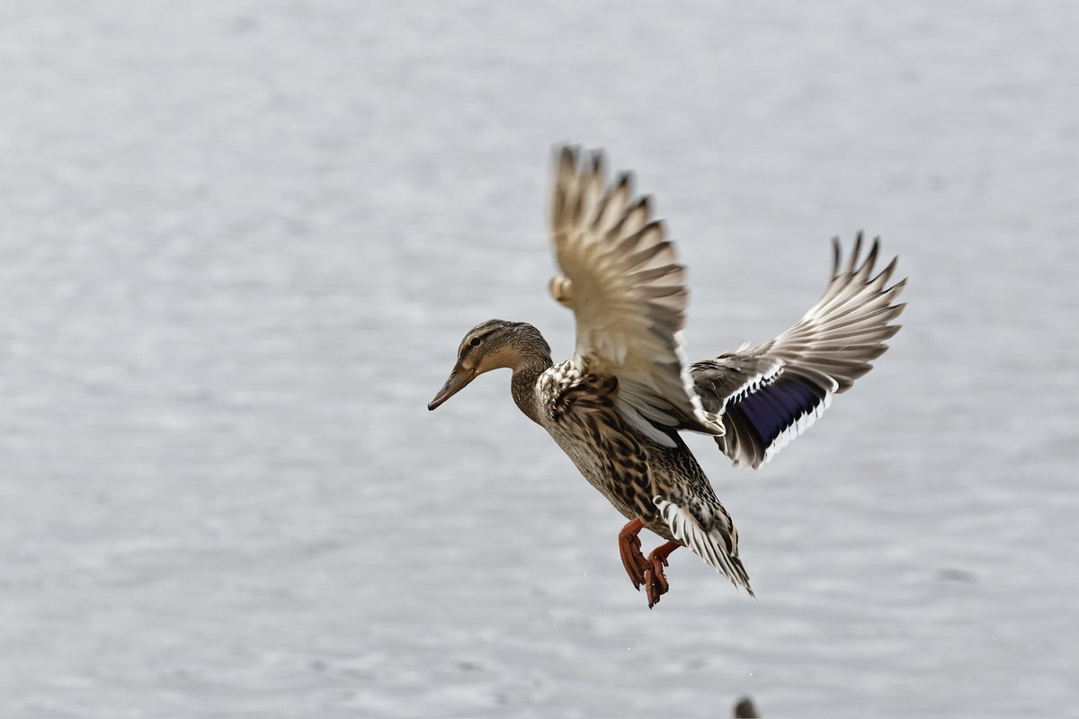 @WWTMartinMere over the past few days.