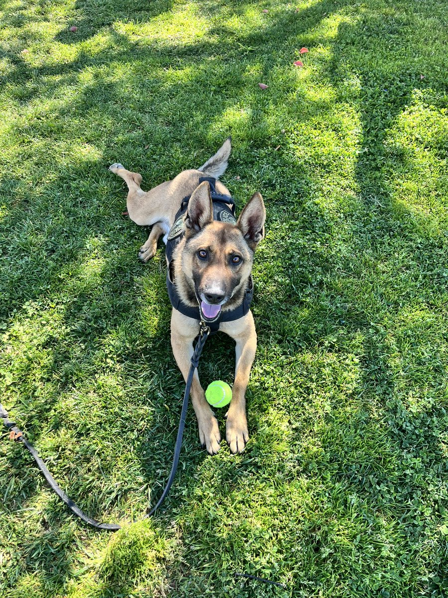 K9 Kodi is enjoying spring break and every ray of sunshine before the clouds roll in. Wishing everyone a wonderful Easter weekend ahead! ☀️💚🐕🐾