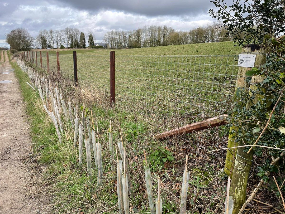 🌱Thanks to the North West and South West Chilterns Community Boards who, with others, have helped support our hedgerow restoration project. Over 3 years, we've planted 11km of hedges, providing valuable habitat for wildlife: tinyurl.com/hedgesproject @ChilternsNL @HeritageFundUK