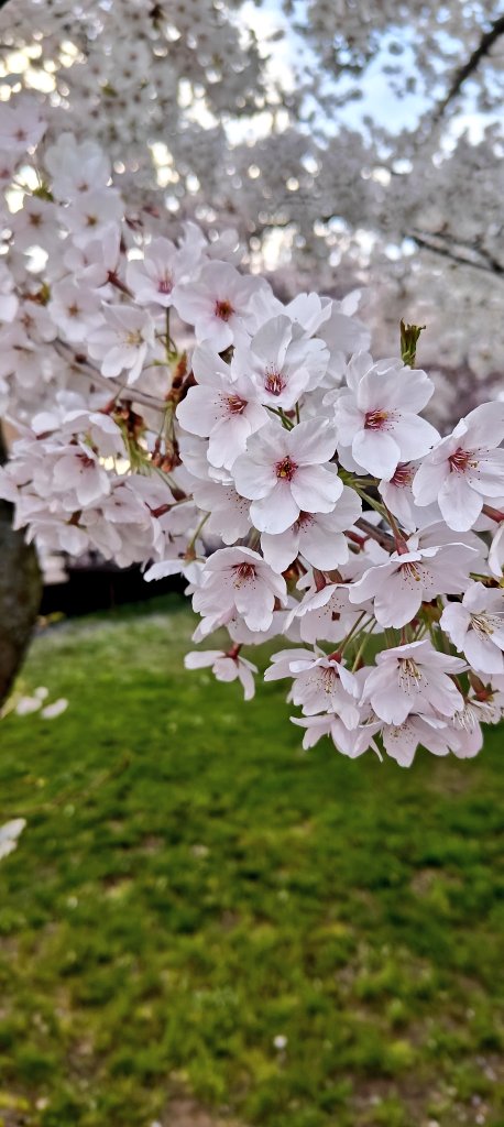 Blossoms in full bloom as Spring arrives in Dresden! To brighter days and brighter data!