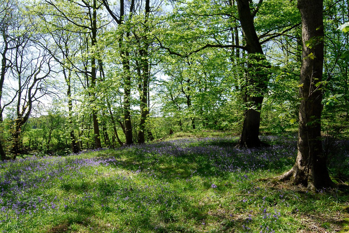 Spring is a great time to get outside & enjoy all that nature has to offer. 🪻 Look our for beautiful bluebells in the woods 👂Listen to the sounds of the forest, what can you hear? 🧐Try spotting insects feeding on the blossom and blooms. merseyfores.org.uk #EnjoyNature