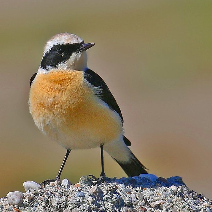 Oenanthe melanoleuca Kara Kulaklı Kuyrukkakan Eastern Black-eared Wheatear #Adana