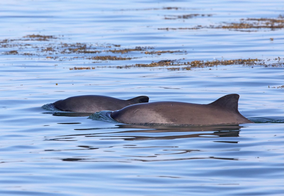 Sandeels - Bottom of the food chain but a top conservation priority Read more in our latest news story here orca.org.uk/news-blog/the-…