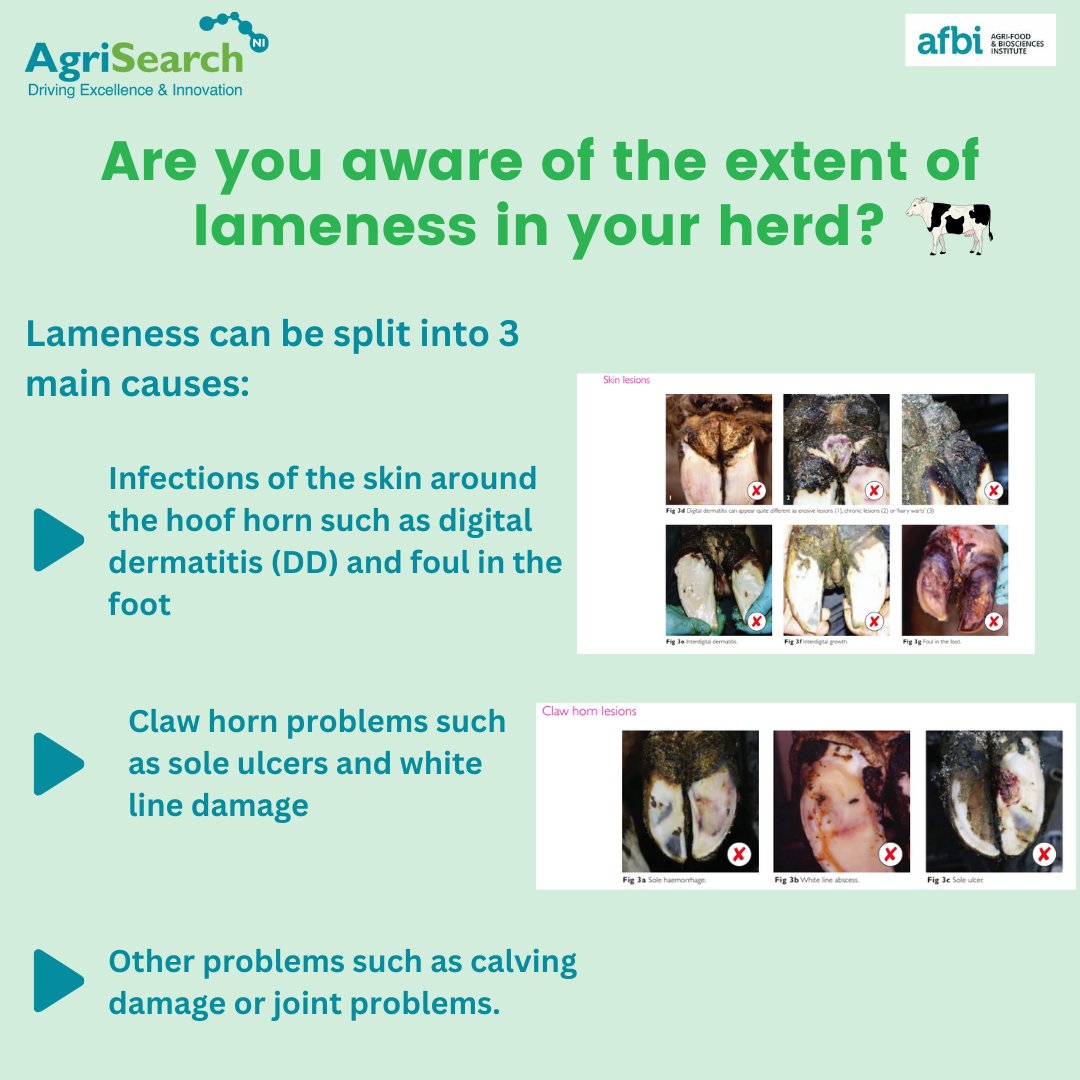 Footbath Design and Use🐮 Do you know how many lame cows you have in your herd? Are you aware of the extent of lameness? To learn about lameness and footbathing design, read the 'Effective Footbathing of Dairy Cows' booklet on the AgriSearch website👇 ow.ly/7NF050R4a03