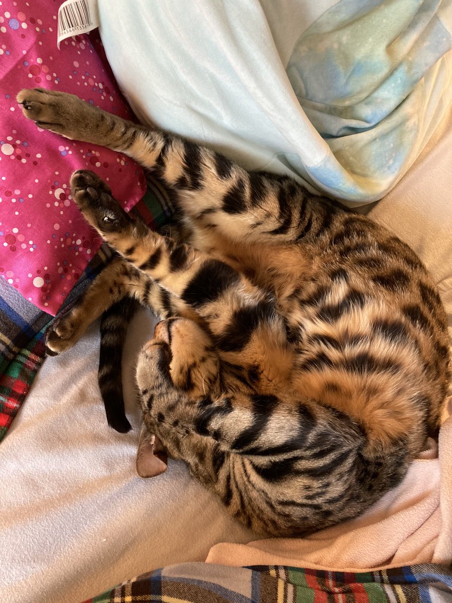 Catching up on sleep #catsofinstagram #CatsOfTwitter #TeamBengal