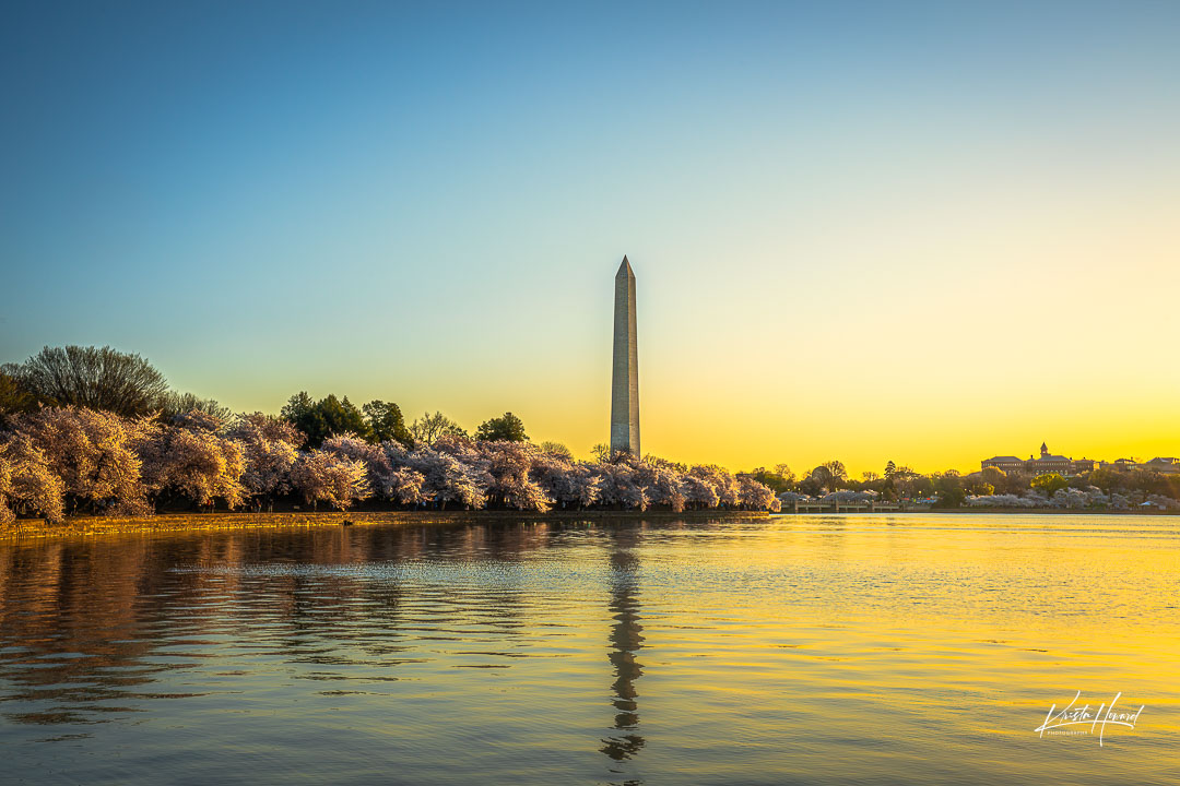 Sunrise on the Tidal Basin 
.
.
#sunrisesky #tidalbasin #tidalbasinwashingtondc #dccherryblossoms #dcinspring #sunrisephoto #washingtondcphotographer #washingtondclife #tidalbasinsunrise #washingtonmonuments #washingtonmonument #cherryblossoms #morningphotography