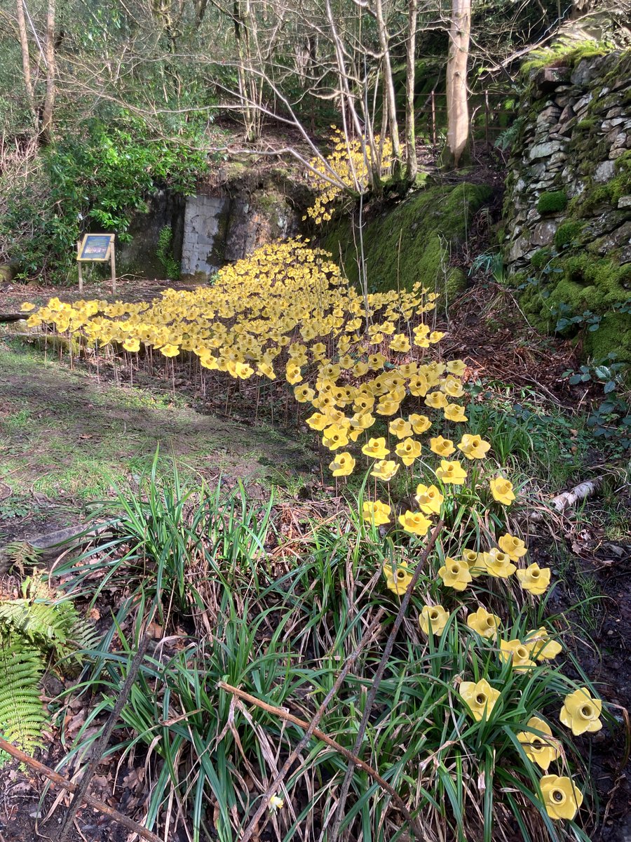 ‘They stretched in never-ending line…’ William Wordsworth Come and see our new installation of 1000 hand-made ceramic daffodils, ‘planted’ at @WordsworthGras, on sale to raise funds for two charities: Another Way and the Wordsworth Trust. Plan your visit: wordsworth.org.uk/visit/