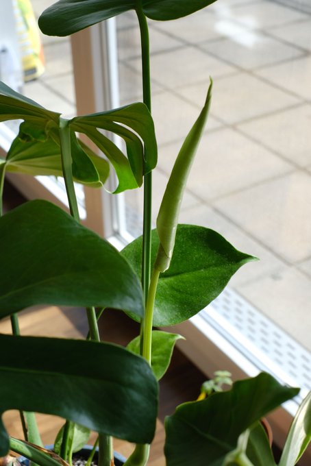 New monstera leaf, meet the internet. Internet, meet new monstera leaf. 🥰 🌱 It doesn't get old.  I giggle