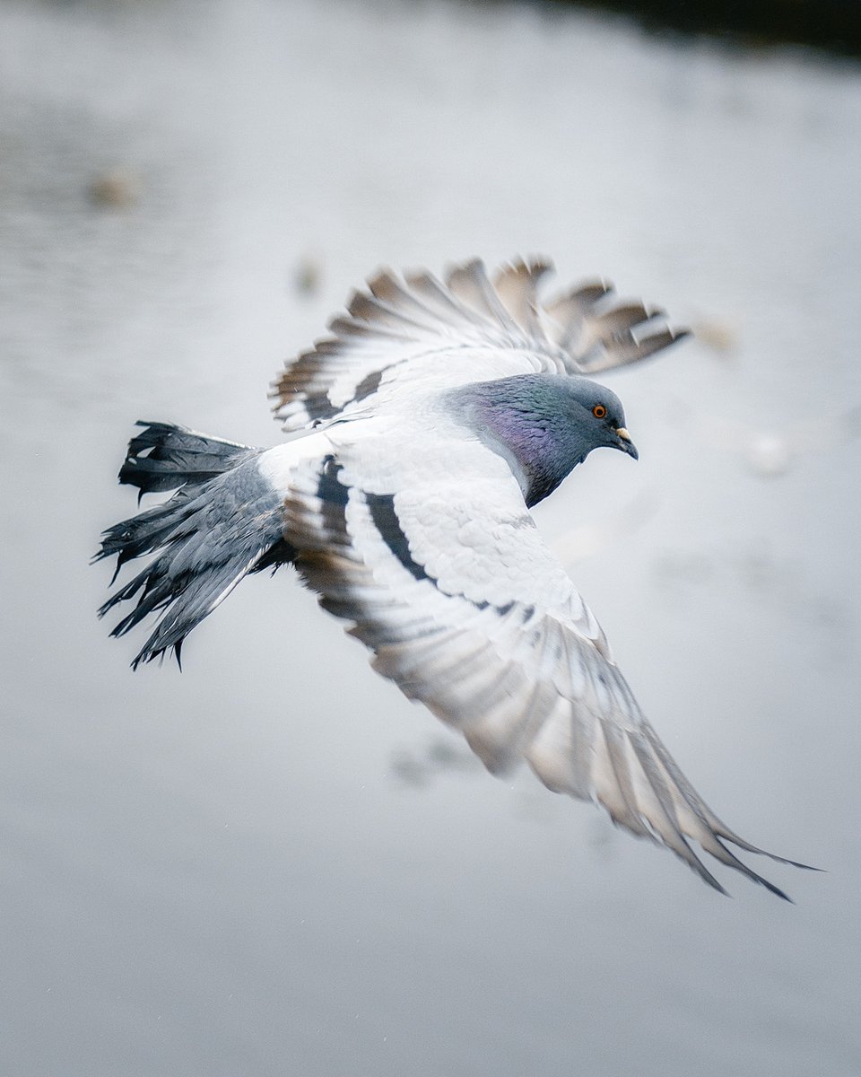 Wolf Matthewson (@wolfmatthewson) on Twitter photo 