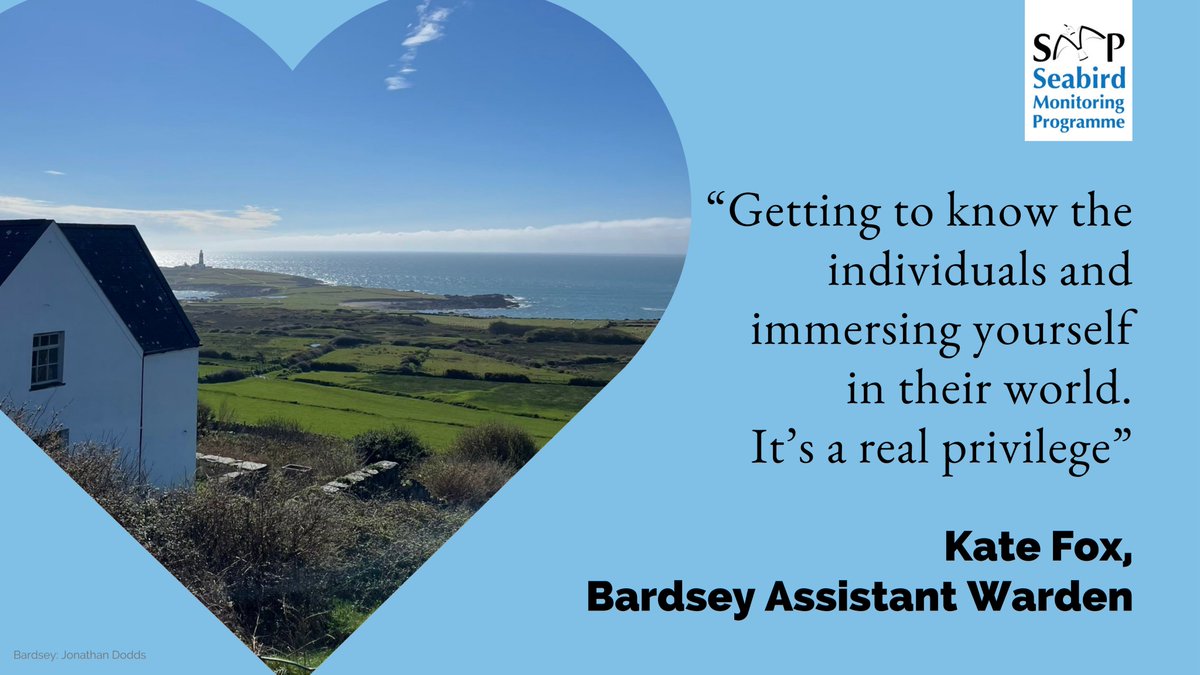 Last but not least - and despite the high winds delaying 'move date' - @birdingfox and the @bardseyobs team are back on Bardsey and meeting Manx Shearwaters already!

We asked what the best thing about island life, with seabirds, is?🤔

Over to: Bardsey!💙

🧵⬇️#seabirdislands