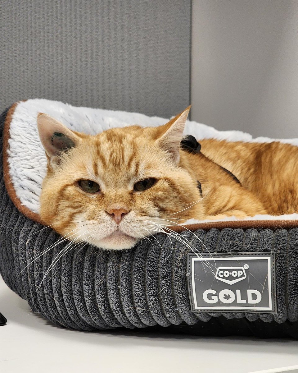 Last week, we dropped off a “Welcome to the Neighbourhood” donation to the @reginahumane's new building. In that donation was 50 pet beds for the puppies and kitties to curl up in. We received an update of this cute kitty Cam enjoying his new bed! He’s just too cute to not share.