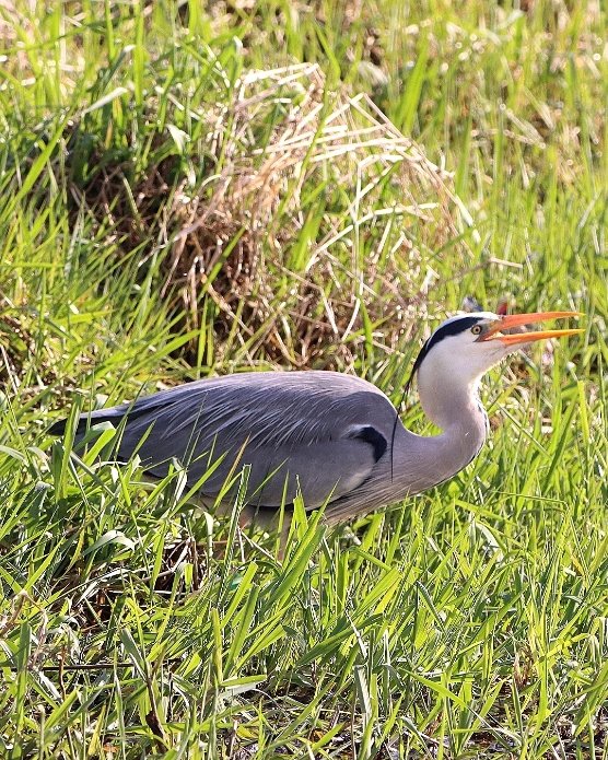 Catch of the day on Newry Canal. Grey Heron fishing along the towpath.

#Heron #greyheron #fishing #catchoftheday #canal