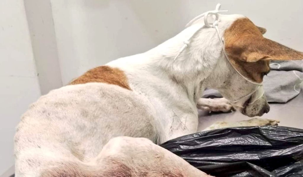 oajm993's tweet image. #Espinal #Tolima
Desalmado dispara a hechizada en 2 ocasiones.
Se encuentra en recuperación y pronóstico reservado con la fundación #AsoPaticas