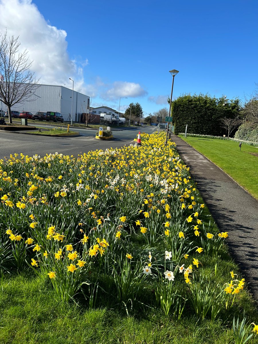 Our daffodils are in full bloom at HQ🌼🌼🌼 We wish all our #Charity partners, suppliers & customers a fantastic #BankHoliday #EasterWeekend Thank you for your support everyone! ☺️ @theCALMzone @AlzResearchUK @BrainAppeal @actnforchildren @sascampaigns @UKSepsisTrust @ProstateUK