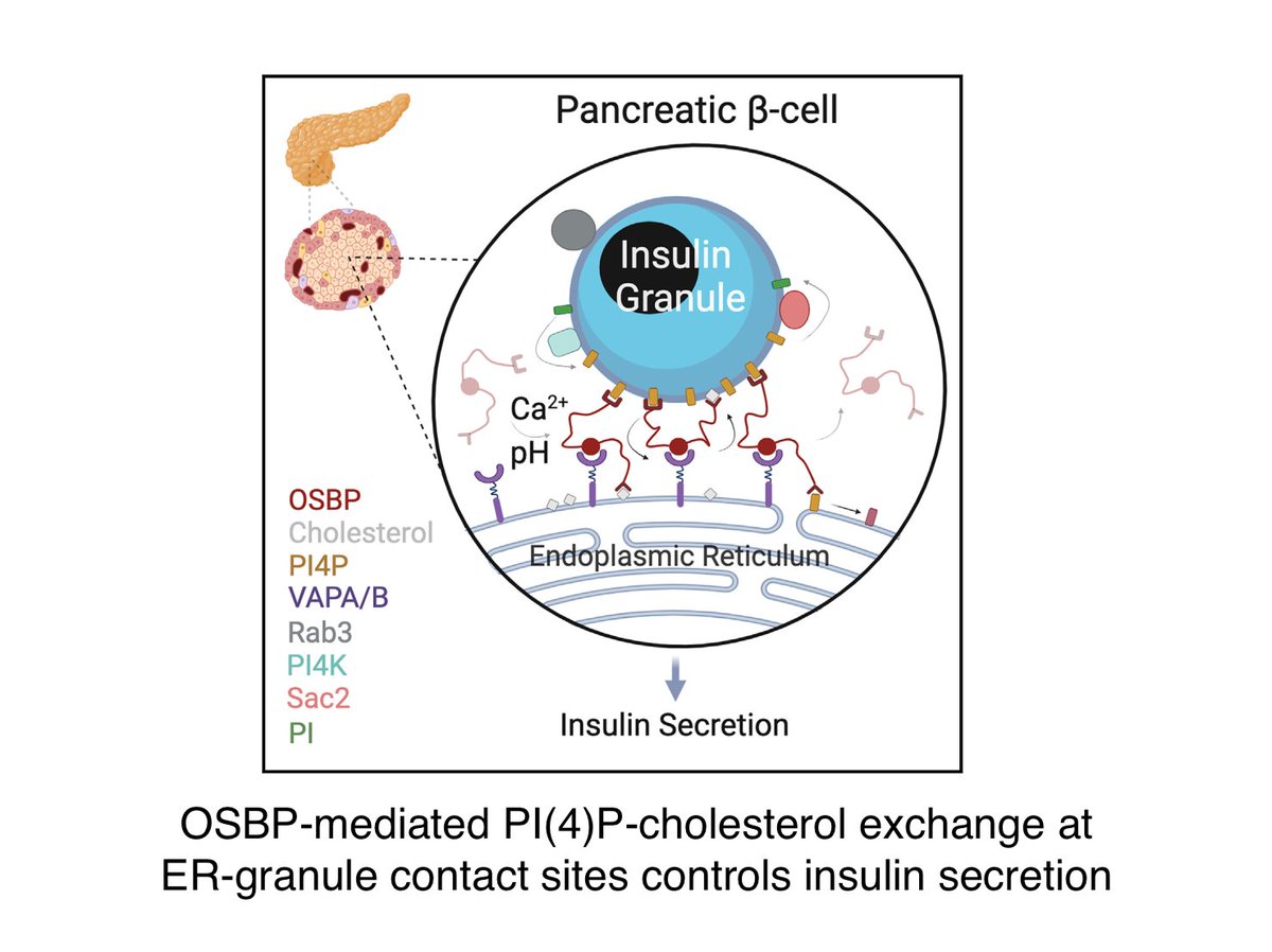 There's a new paper from the @Oidevall group (Uppsala) who show that insulin granules form contacts with the ER where OSBP is recruited (Ca2+ and pH- dependent) to exchange granule PI(4)P for ER cholesterol, hence allowing normal insulin secretion.