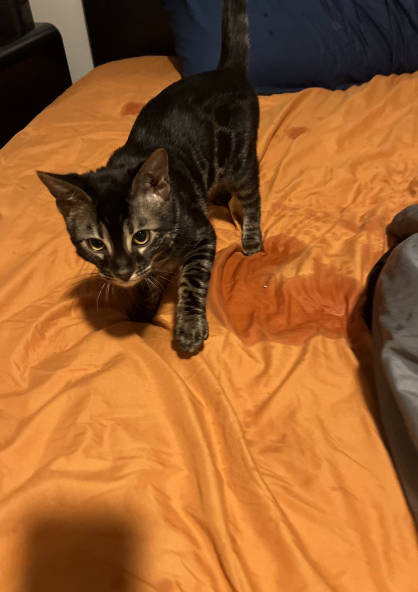 why cats are the devil’s spawn: a thread