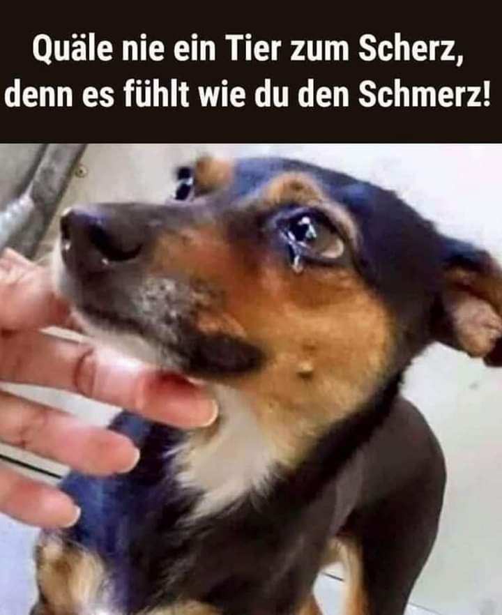 Gemeinsam für die Tiere tweet media