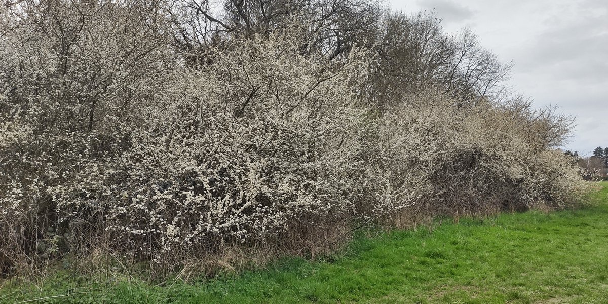 For #FingerpostFriday, a glorious display of #Blackthorn #blossom on what must be one of the muddiest sections of the #LondonLOOP - across #BettsMead, on the edge of #KenleyAerodrome #SignsofSpring