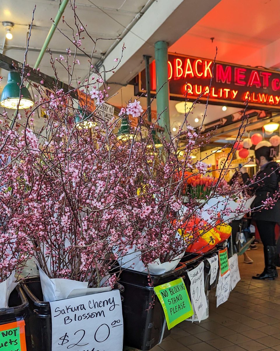 Spring has sprung at #PikePlaceMarket! Right now, find tulips, daffodils, lilacs, pussy willows, and Sakura cherry blossoms on farm tables throughout the Market. 💐 Learn more about our 40+ flower farms from King, Snohomish, and Whatcom counties 👉 pikeplacemarket.org/market-directo…