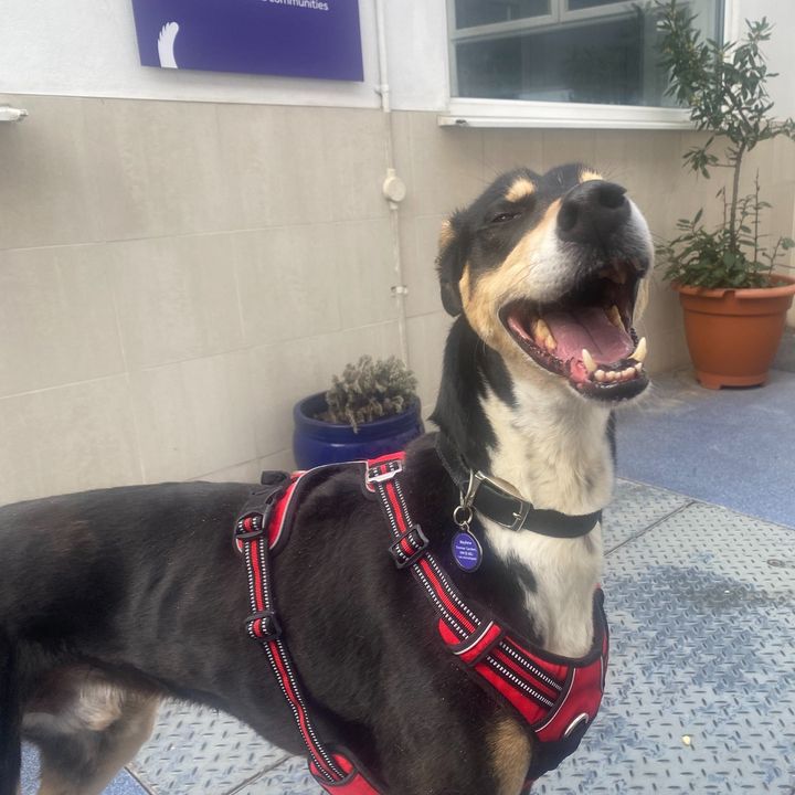 Grey skies? 🌧️ Not to worry! Spring is here to brighten your day! Spring hasn't had the best start in life, which has resulted in him being a timid boy. But with lots of loving care, we've watched him slowly start to come out of his shell. 💜 themayhew.org/dogs/spring/.