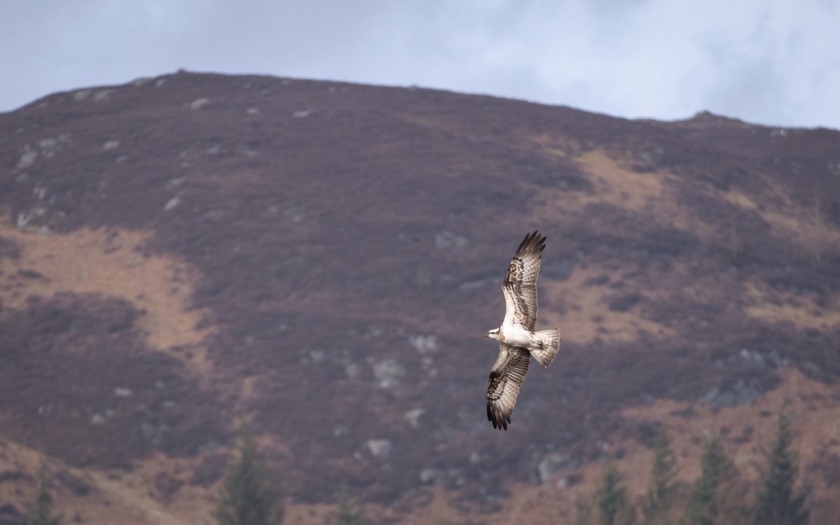 @Lightroom Osprey at @LochoftheLowes last week