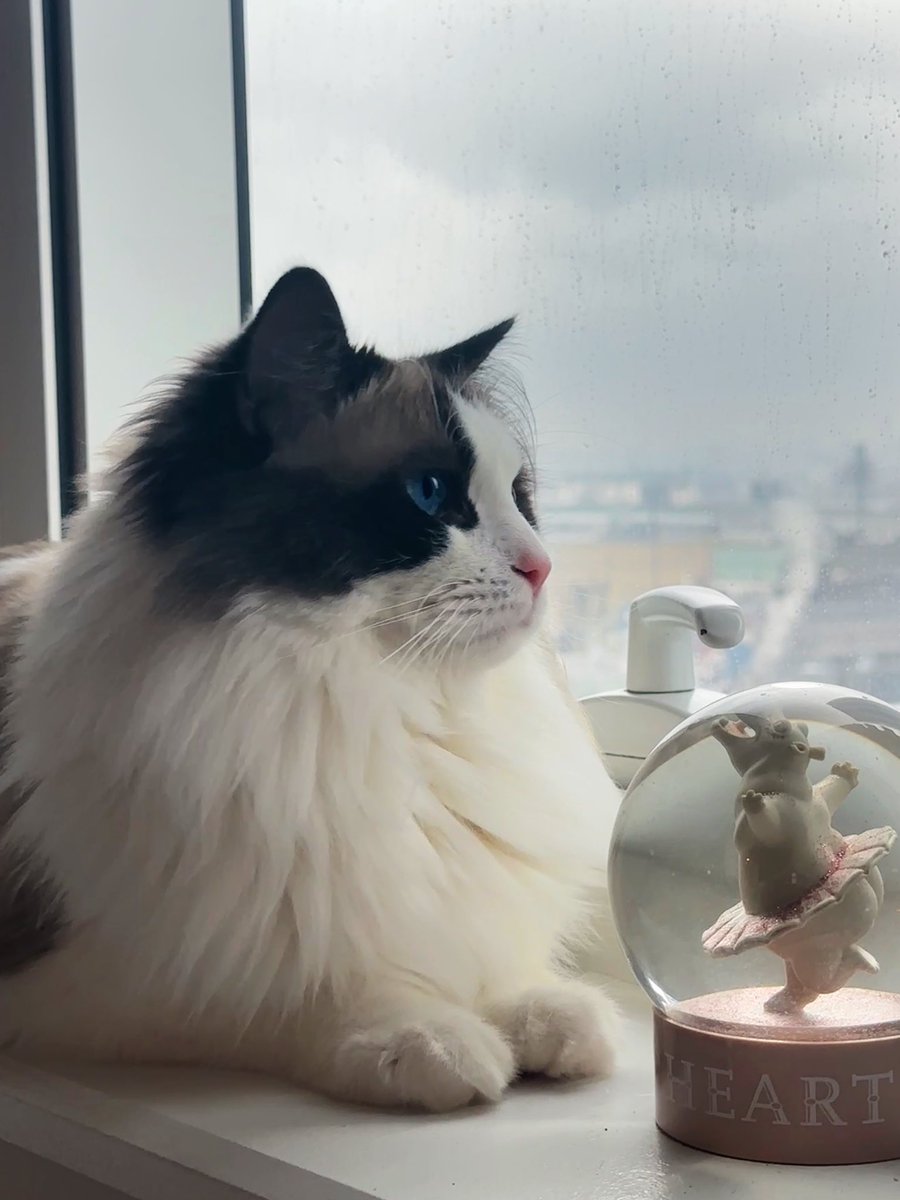 Shirley_chenn's tweet image. Handsome Kitty🐱