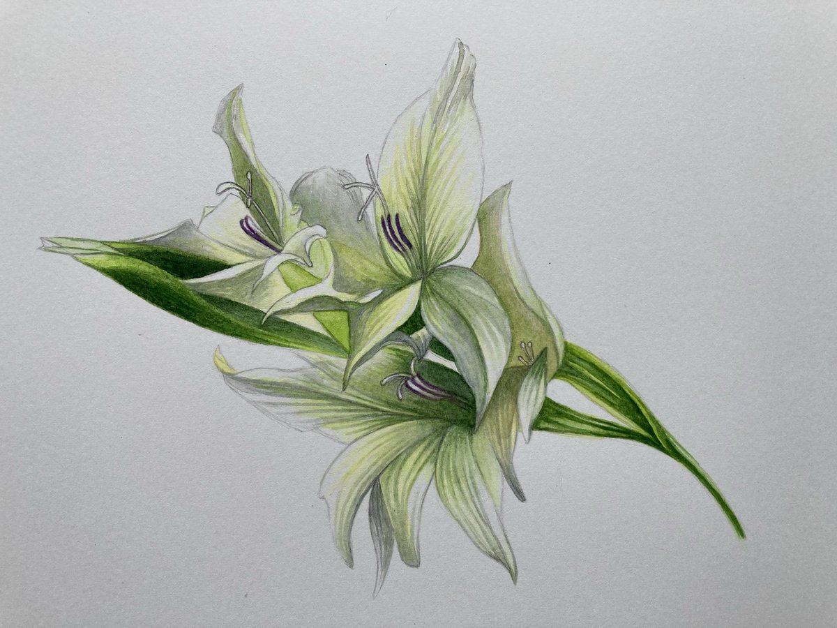 Gladiolus colvillii “The Bride” Watercolour in sketchbook #flowers #plants #painting #artist #Thursday #artistonX #artistsoninstagram