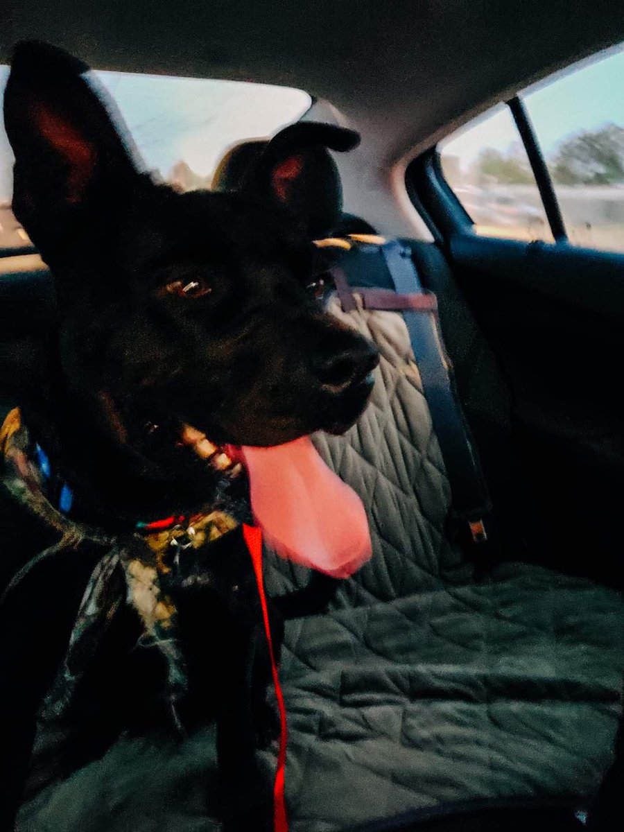 ShadowThePibble's tweet image. It's my gotcha day! My pawrents had NO IDEA what they were getting into with me! 😆 This photo should have been a hint.