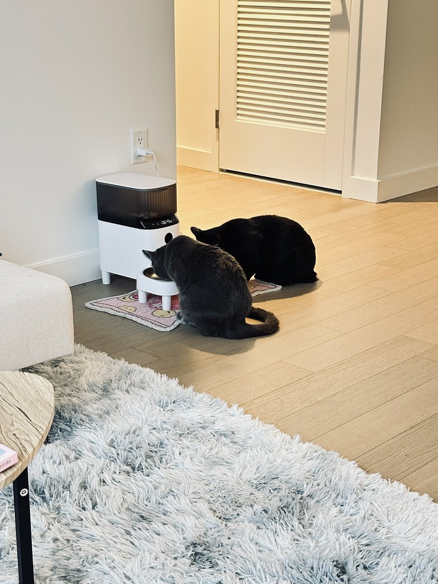 Shirley_chenn's tweet image. They are MINE🥰🥰🥰