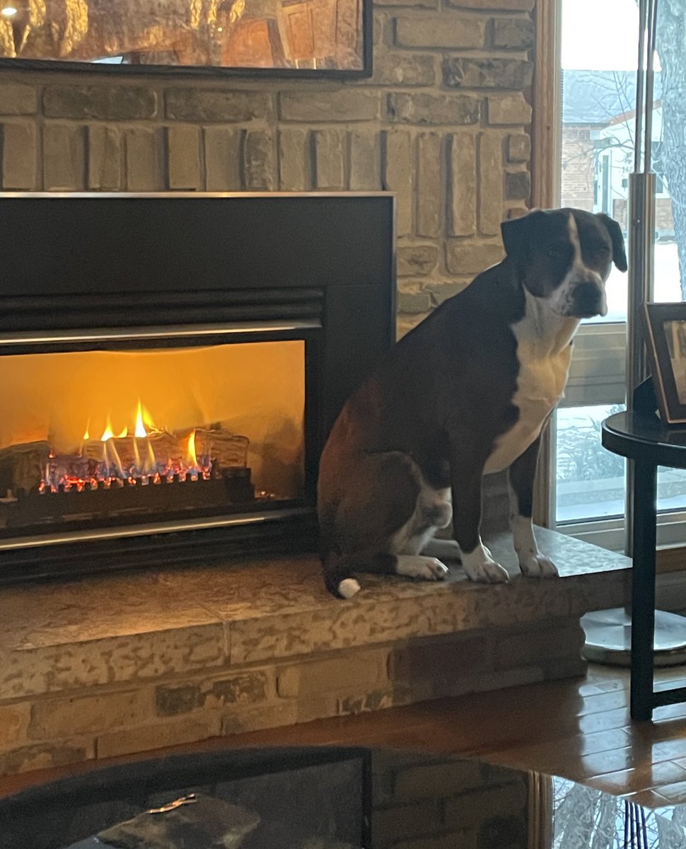 Nothing better than starting your day with a toasty warm bottom! Oh Fletcher you are a funny pup! 🤪💕🤪💕🤪 #funnydog #dogsoftwitter @optimusgearco