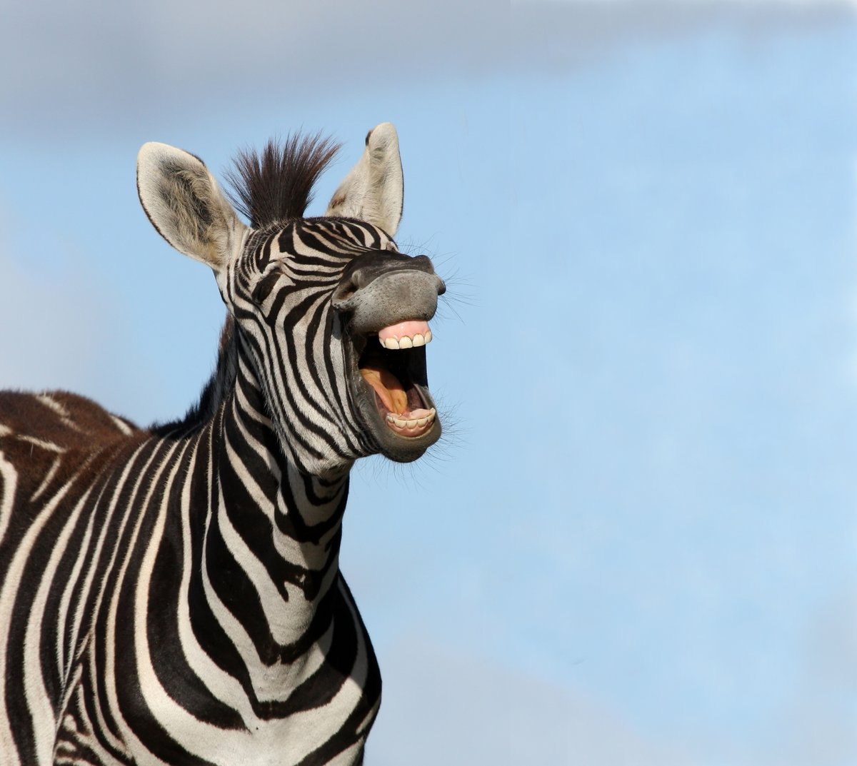 That feeling when you're able to pull off a successful #AprilFools prank 😆 #zebra #wildlife
