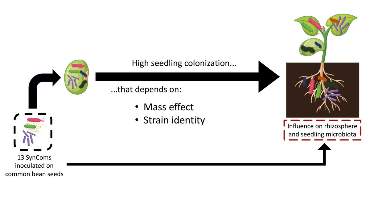 Super happy to share the 1st paper of my PhD. Out in @FEMSmicro, with the incredible @MicrobialMarie and more. Using SynCom inoculation on seeds, we characterized their transmission to seedlings. SynComs strongly outcompeted potting soil microbiota.🦠1/8 doi.org/10.1093/femsec…