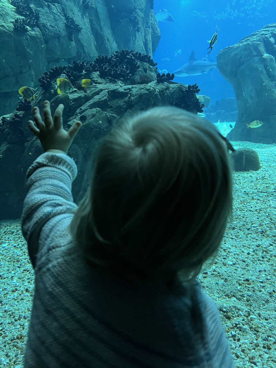 Magical to see our 15 month old discovering the wonders of the aquatic world @OceanarioLisboa