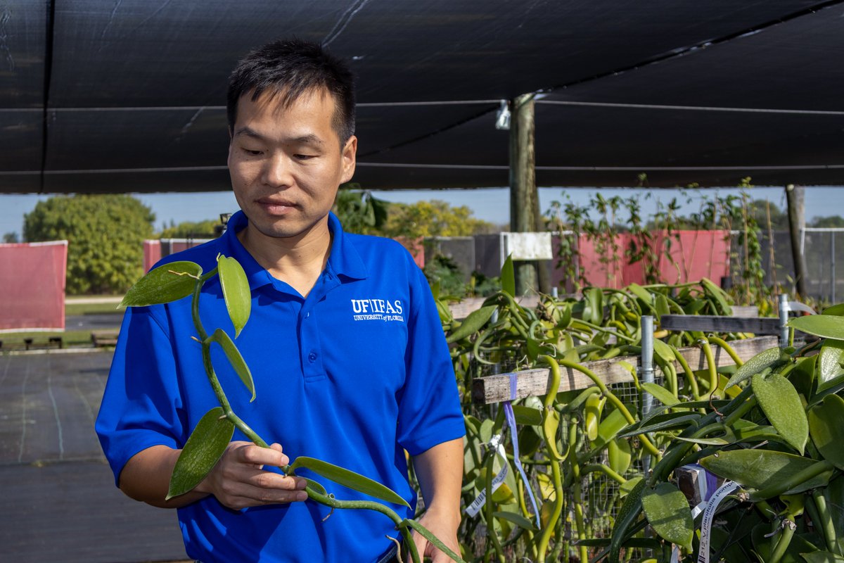 Now off to 1 of 7 shade houses at the center to check out Dr. Wu’s #vanilla plots. The shade house is home to ~200 varieties from about 27 species. His team is searching for the best varieties for Florida, and evaluating different trellising production methods!