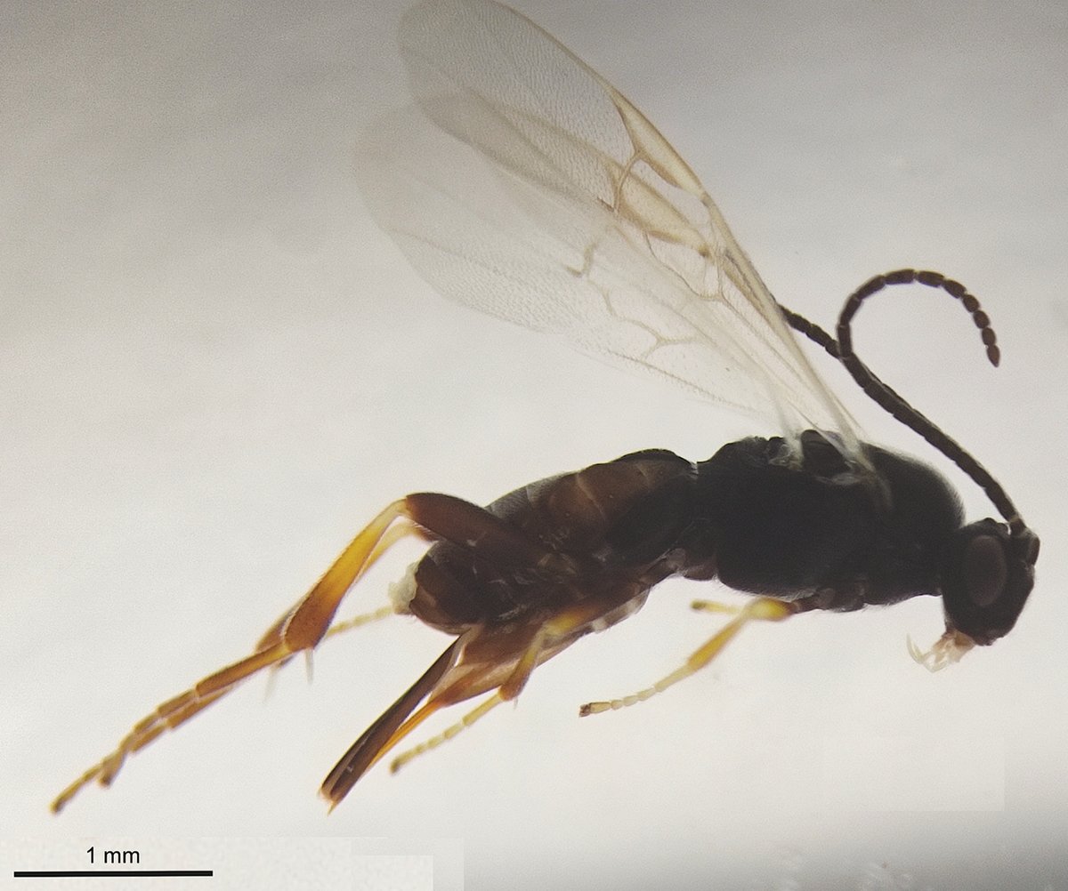 A study to clarify and refine the description of North American gregarious endoparasitoid wasp Apanteles mimoristae to better characterize the species and support its identification: doi.org/10.3897/jhr.97… #biocontrol #invasivespecies #Hymenoptera @uaaanoficial @utaustin