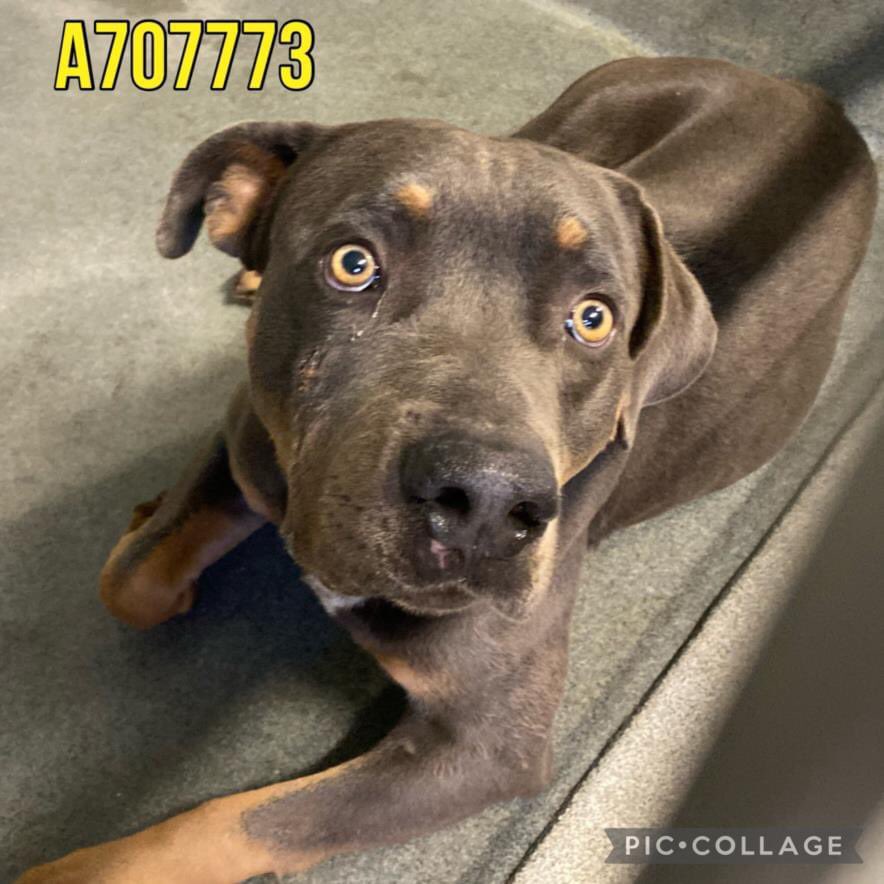 🆘 SCARED & INJURED PITBULL  DOG HERCULES 💚 #A707773 IS TBK☠️BY SAN ANTONIO ACS (#TEXAS)‼️

To #foster/#AdoptDontShop 📧acsrescue-foster@sanantonio.gov/acsadoptions@sanantonio.gov

#PledgeForRescue 🙏🏼
⛔️#DontBullyMyBreed 
#FostersSaveLives ⚠️