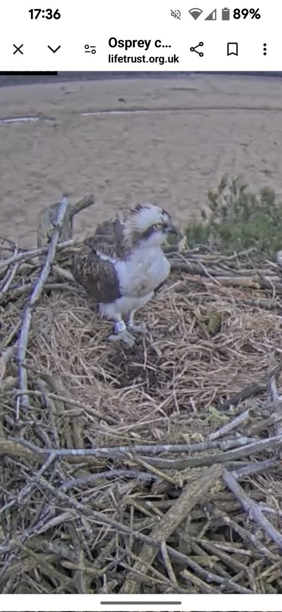 Hang on in there buddy hopefully she is on her way!!! <a href="/Foulshaw2/">Foulshaw Ospreys</a>  <a href="/cumbriawildlife/">CumbriaWildlifeTrust</a>