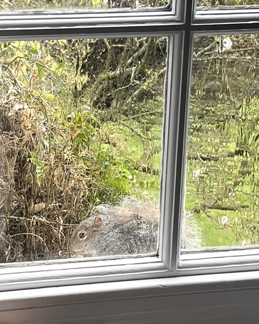 I gave Nosey Boy some nuts and he’s using his tail as an umbrella