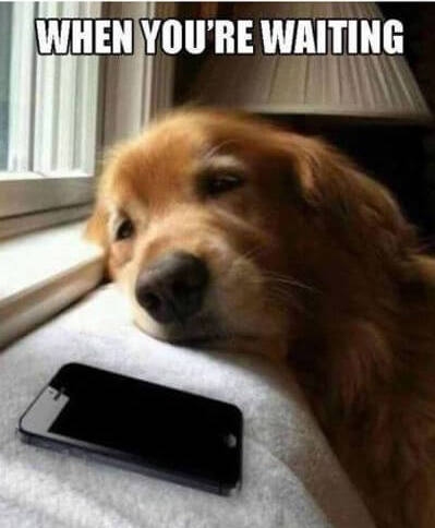 animordle tweet media