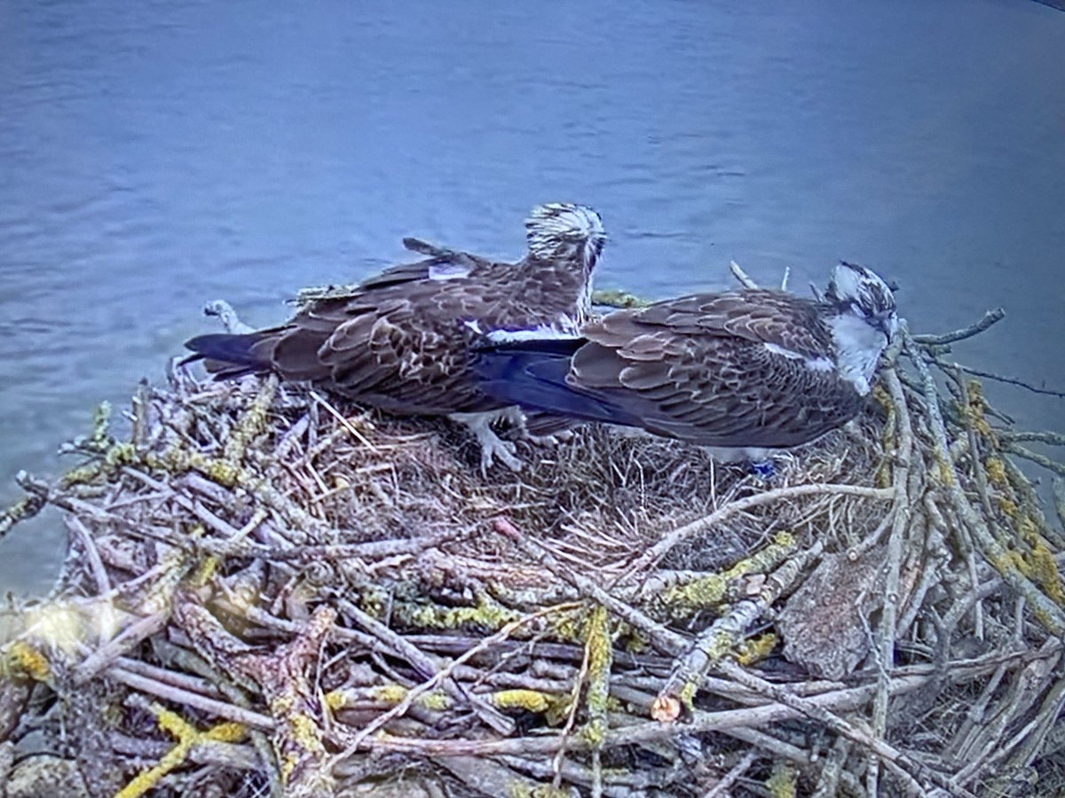 The Ospreys are back after migrating and eggs are expected soon at Rutland Water! - see the story this evening on @bbcemt and later on @BBCiPlayer @LeicsWildlife @RutlandWaterNR #Osprey #Ospreys @RSPBEngland