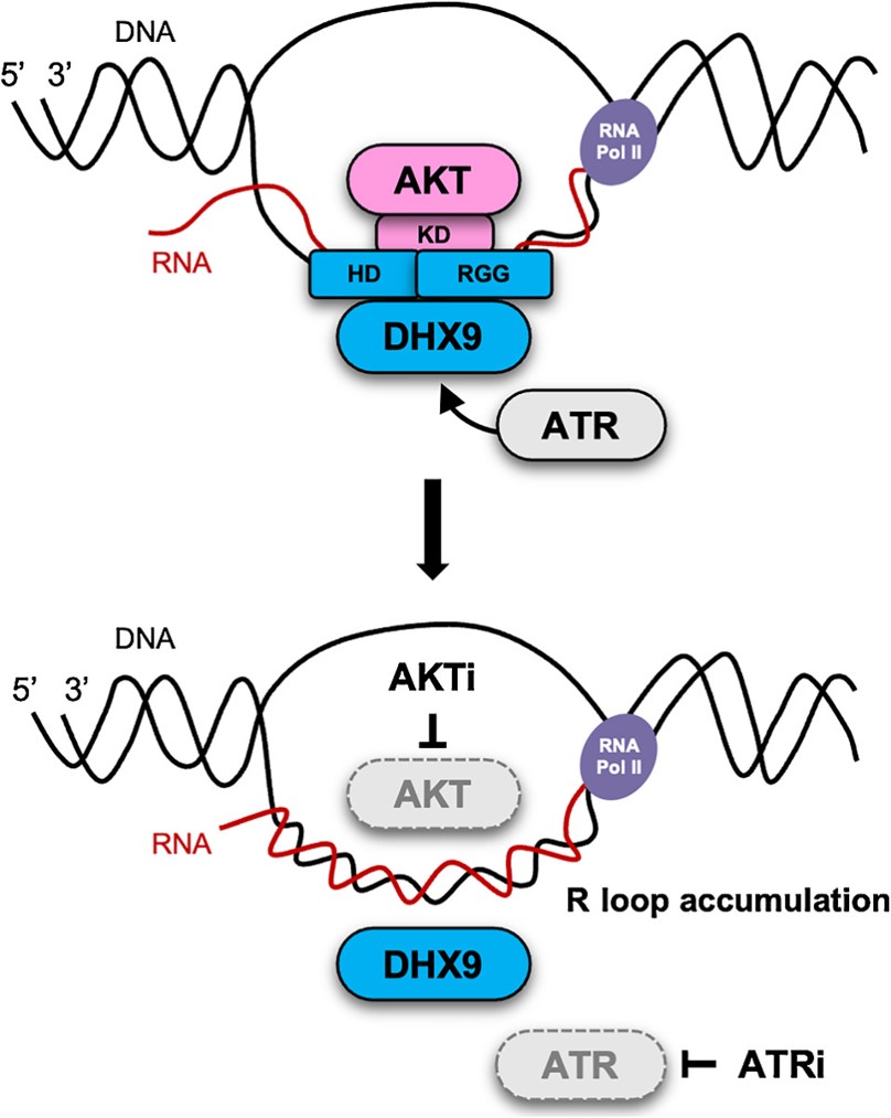 New in Translational #CancerBiology from the March 15 issue: AKT1 interacts with DHX9 to Mitigate R Loop–Induced Replication Stress in #OvarianCancer, by Tzu-Ting Huang et al. bit.ly/4cDRtfB @NCIResearchCtr