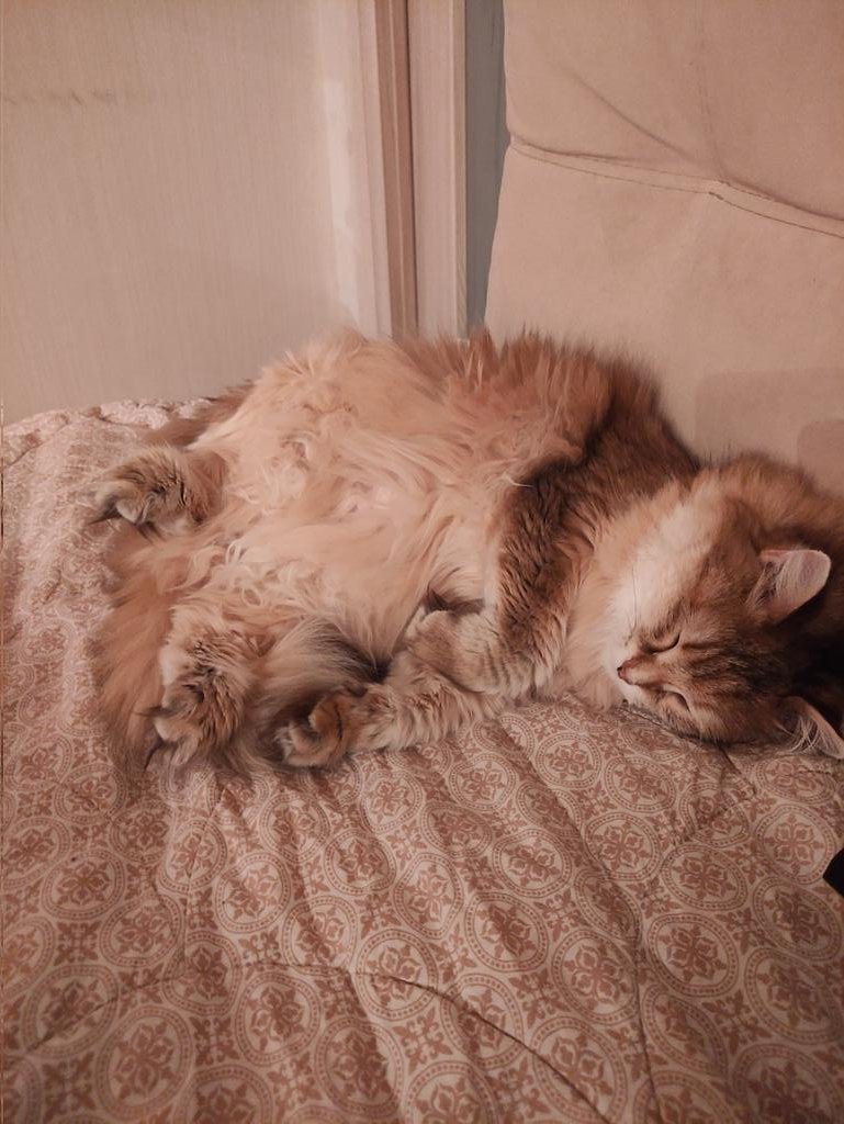 OnlyMadCat's tweet photo. @whoareyoudiana А надо было сначала разрешать?.. https://t.co/jIr3kt4klF
