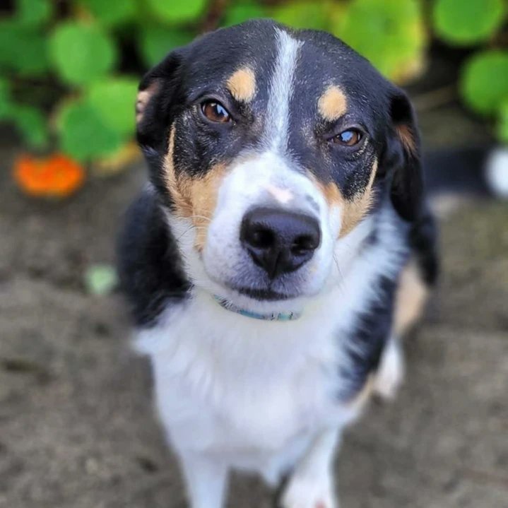 MADRADogRescue's tweet image. 💔 Our hearts break for Nealy 💔 We tell him he'll have a family, but when? 

He keeps getting overlooked 🥺

Nealy's only 4 yrs old, has lots of doggy pals &amp;amp; he is adored by the kennel crew, given all the love they can - but kennels aren't a home 💔

Pls share 🙏
#AdoptDontShop