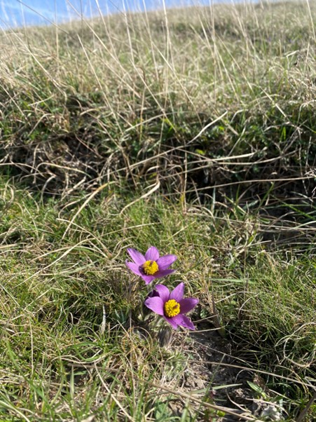 Spring is here and pasque flowers have appeared on the chalk slopes of the North Chilterns National Nature Reserves. Their name derives from 'paschal', meaning 'of Easter'. A great reminder that nature's blooming and there's lots to see and enjoy over the holiday weekend. #NNRs