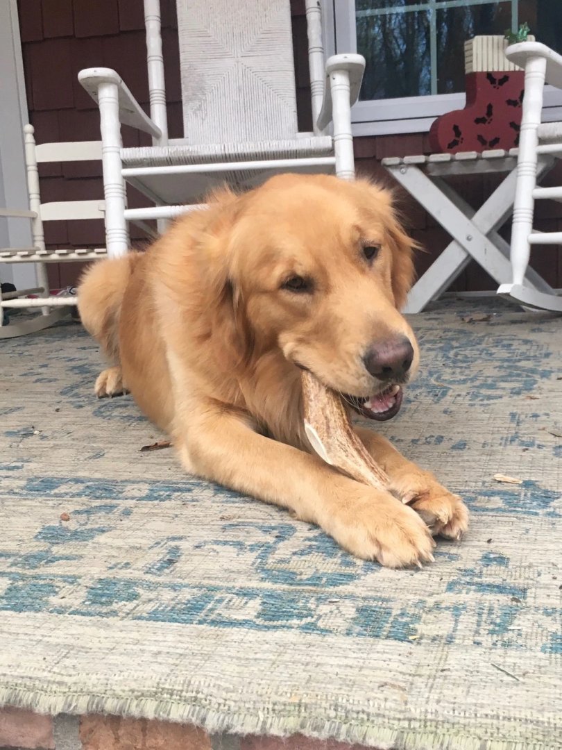 DevilDogPetCo's tweet photo. Dive into https://t.co/5VkoTu3kUD now and find the perfect chew for your diet-conscious pup today!

#happydog #doggie #doggosofinstagram #dogslove #doggielove #naturaldogtreats #dogsoﬁnstagram #dogchews #allnaturaldogtreats #dogtoysofinstagram https://t.co/X72pAzjiKf