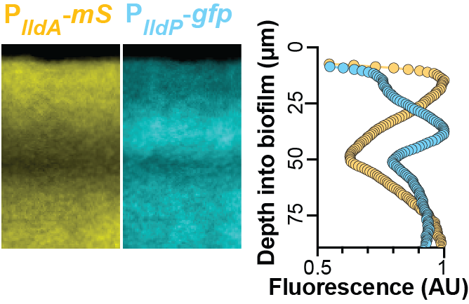 Lactate is an important substrate🍔for P. aeruginosa in infection sites. We show that PA’s “redundant” lactate dehydrogenases are used by different biofilm subpopulations and contribute to survival within macrophages🦠Great work by @Lindsey_Florek& collabs.biorxiv.org/content/10.110…