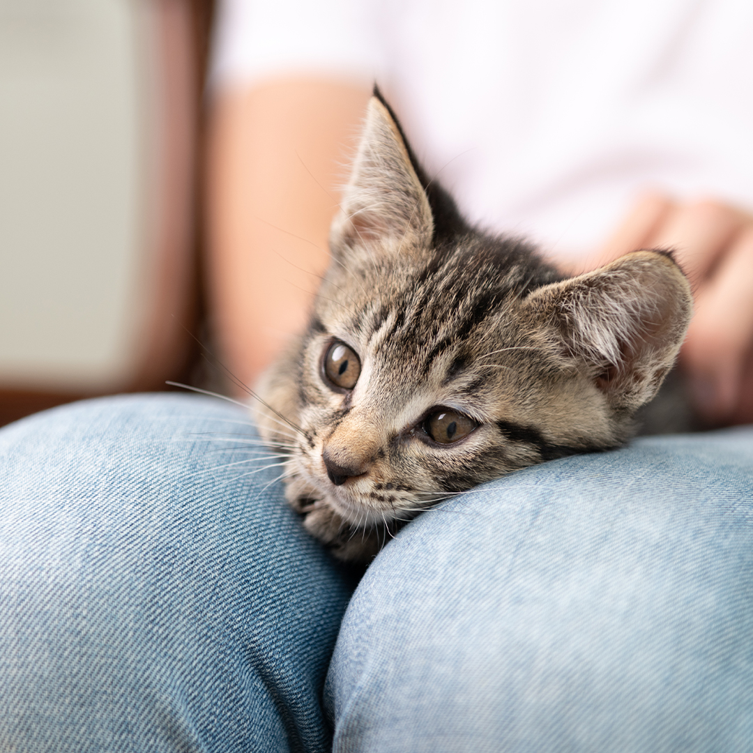 Keeping your details up-to-date is crucial in case your pet goes missing. From June 10 2024 it will be a legal requirement to have your cat microchipped
Find out more about getting your cat microchipped and or update your details at bit.ly/3SRmdSq.