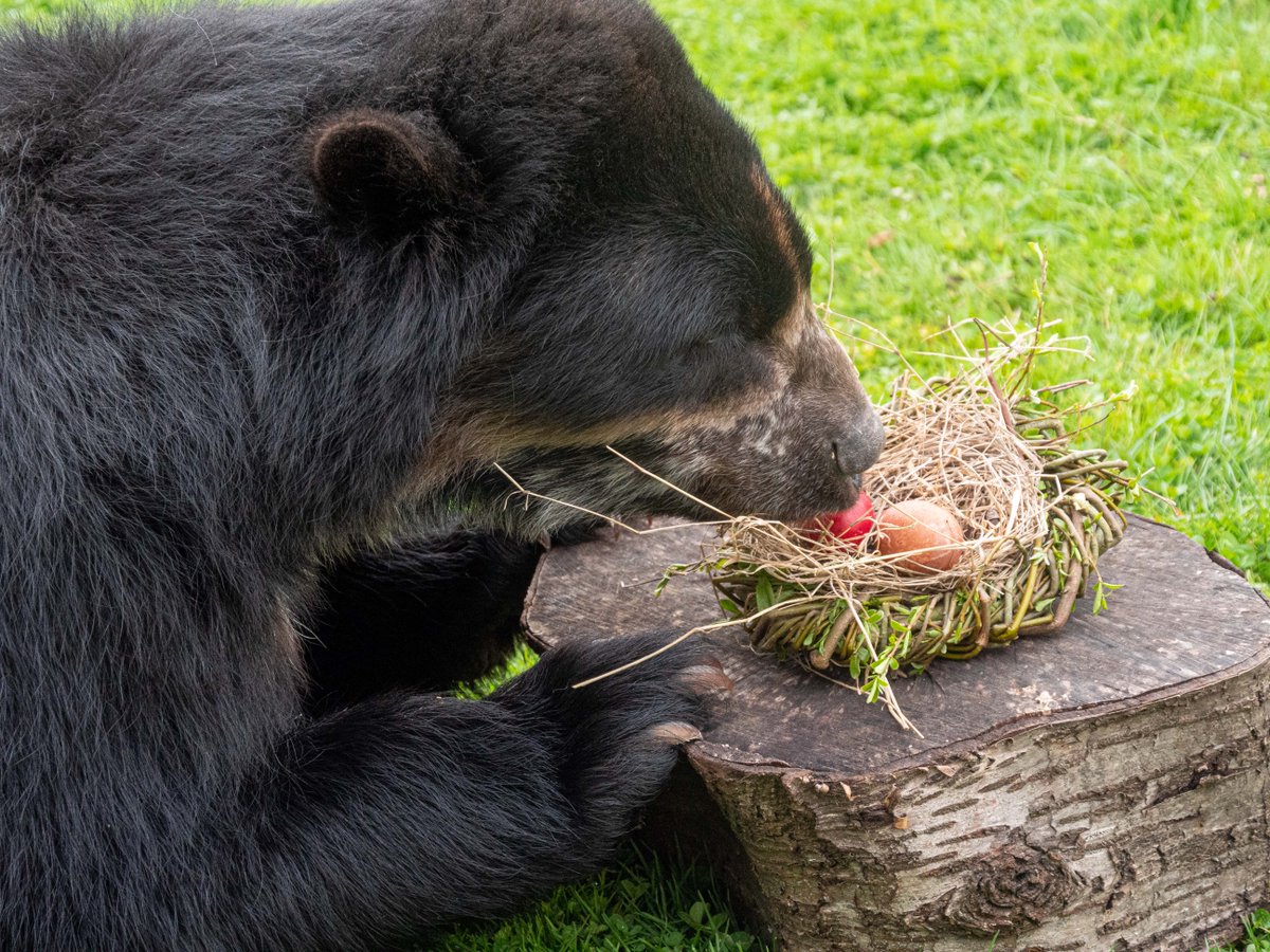 🐣 It's almost Easter Weekend... Noah's Ark is OPEN 7 days a week, even over the Easter period! Come rain or shine, we have plenty to do for all the family... check out our indoor areas! bit.ly/48keP7r #bear #easter #easteregg #bankholiday #fun #bristol #cuteanimals