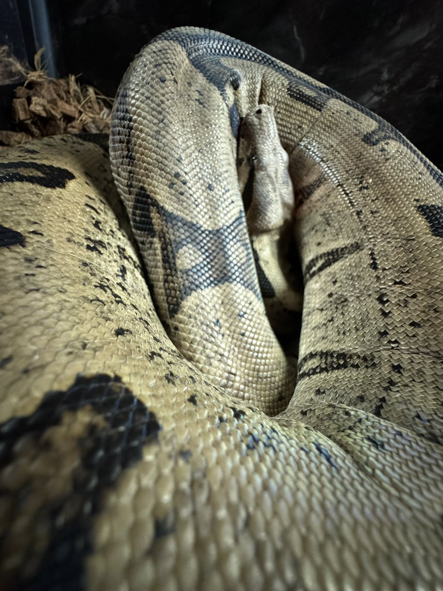 I'm just an advocate for all scaly things. Here's a pic of my good boy  Amaru, the boa constrictor. #snake #reptilelover #snek, image size:900x1200
