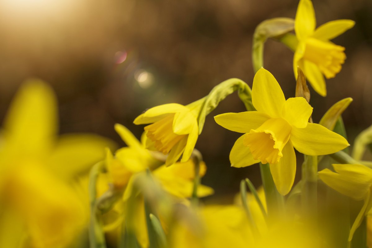 I hope your Easter break is as joyous as the stunning daffodils we have scattered over our campuses. 💛🐣🪻🐇💛